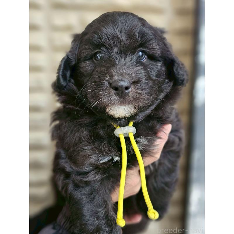 販売中の長野県のミックス犬-418790