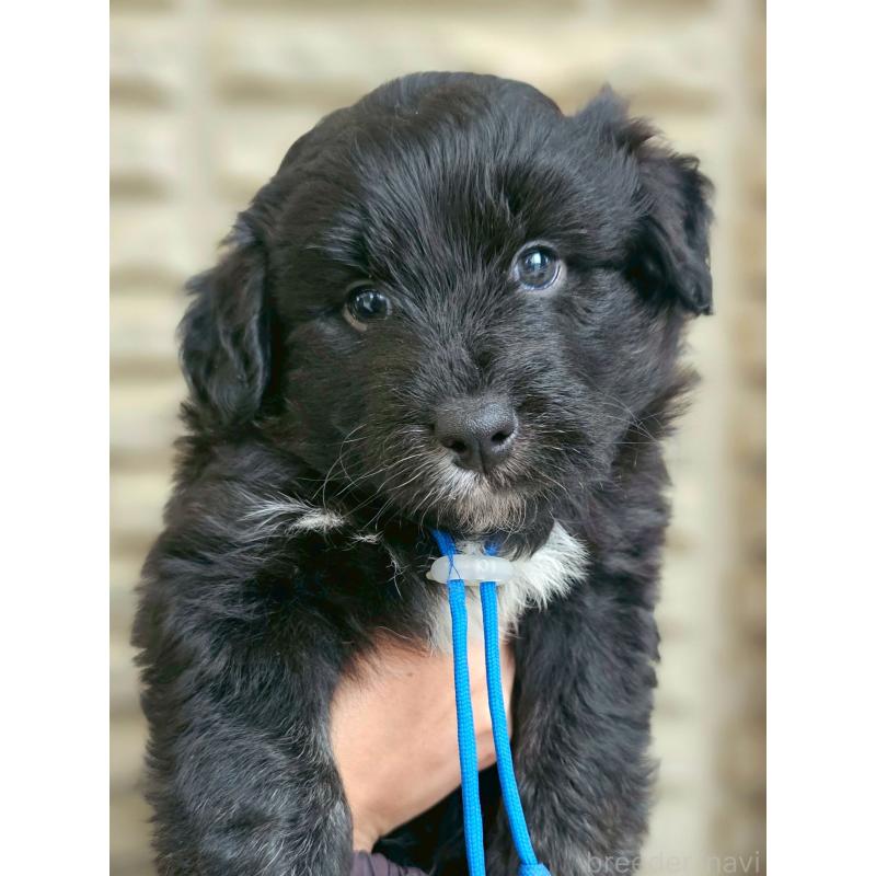 販売中の長野県のミックス犬-418789