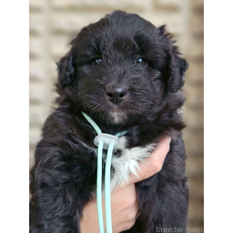 販売中の長野県のミックス犬-418788