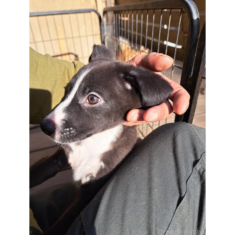 販売中の千葉県のミックス犬-416284の5枚目