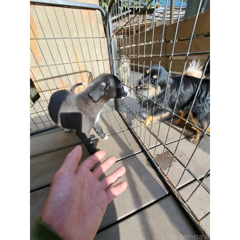 販売中の千葉県のミックス犬-416284の4枚目