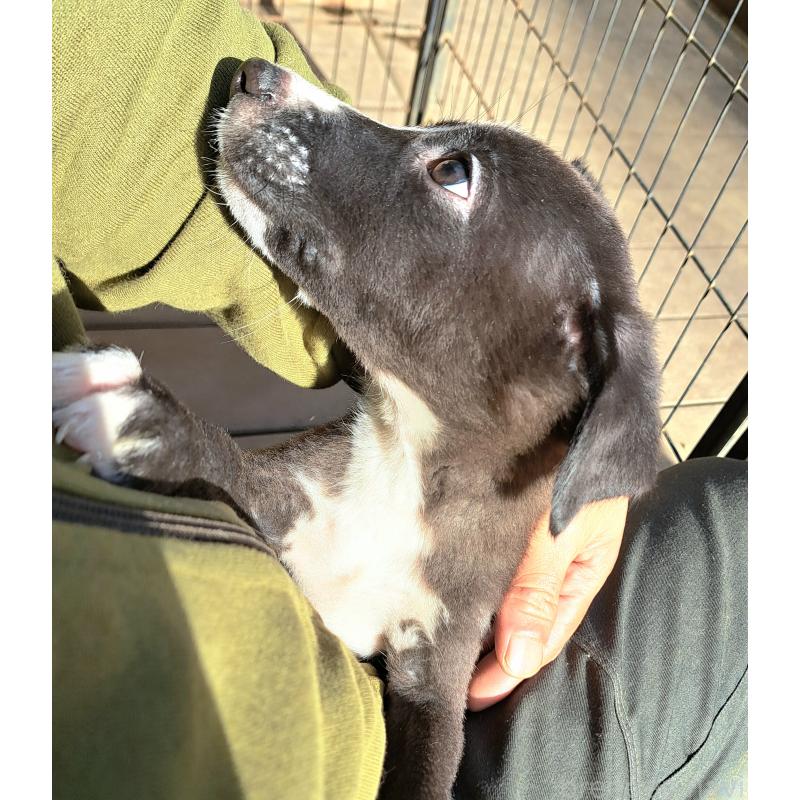 販売中の千葉県のミックス犬-416284の3枚目