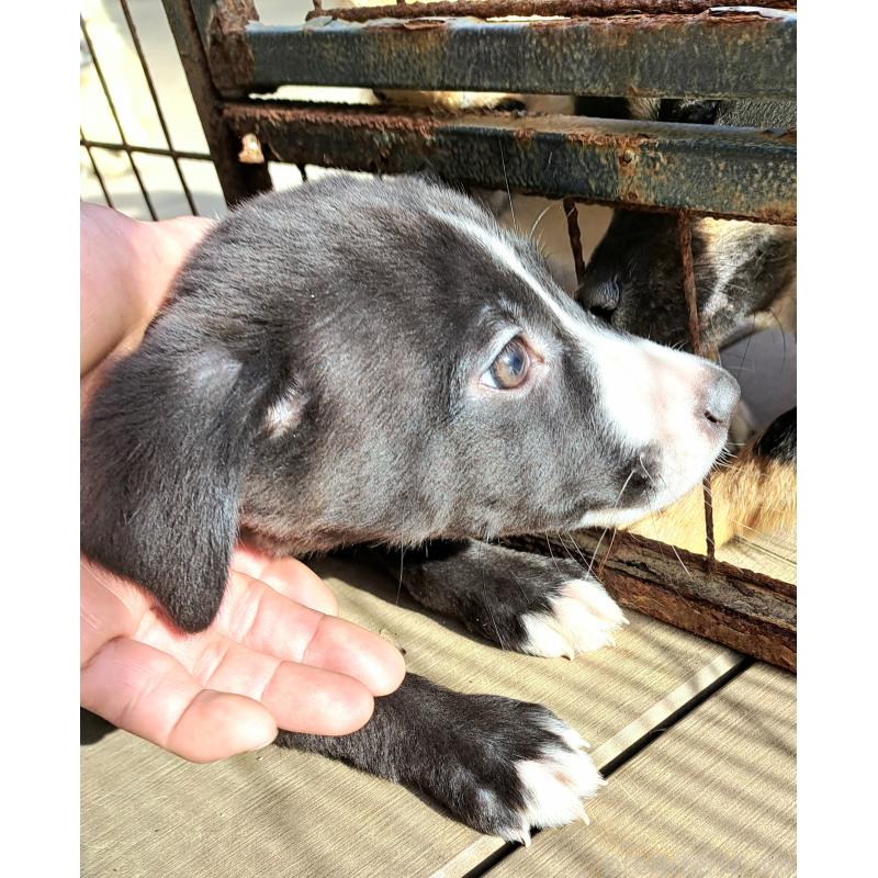 販売中の千葉県のミックス犬-416284の1枚目