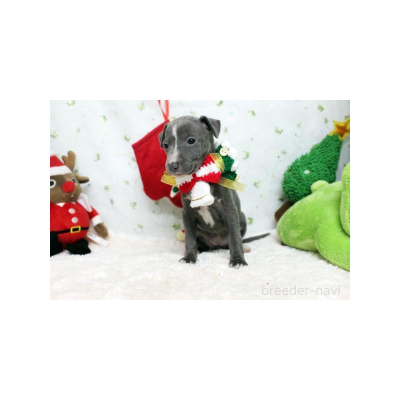 販売中の栃木県のイタリアングレーハウンド(イタグレ)-424379の4枚目