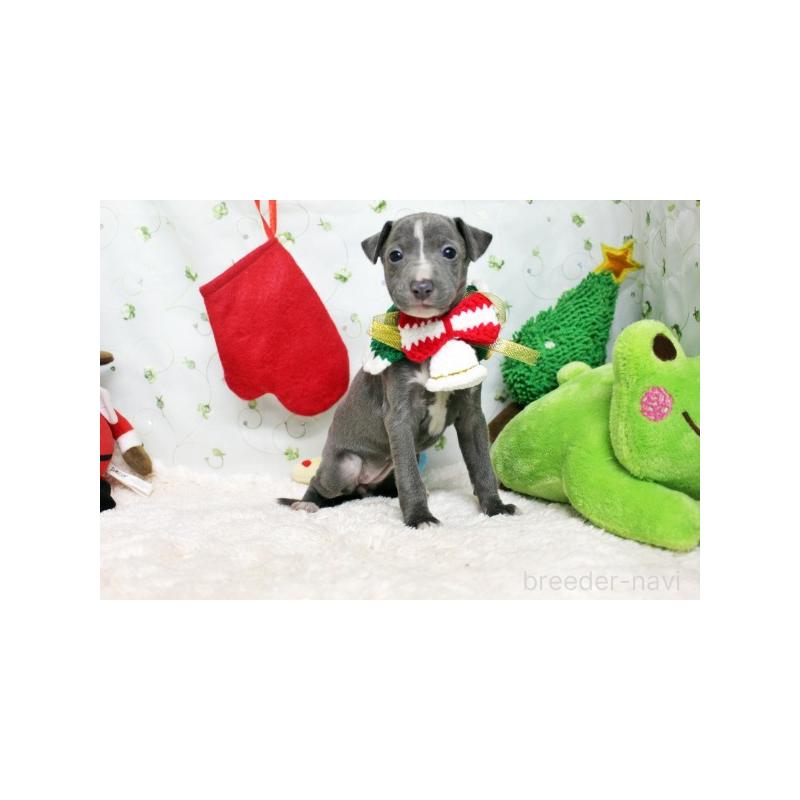 販売中の栃木県のイタリアングレーハウンド(イタグレ)-424379の3枚目