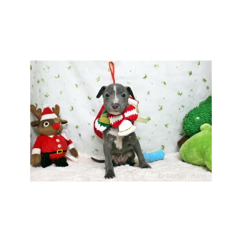 販売中の栃木県のイタリアングレーハウンド(イタグレ)-424379