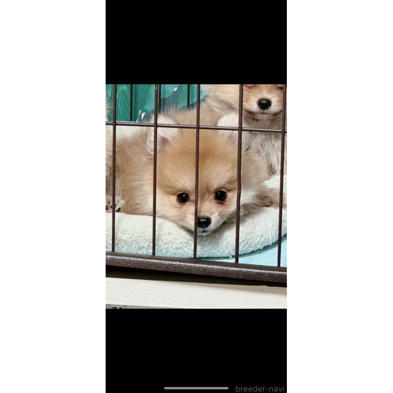 販売中の岡山県のポメラニアン-410332の2枚目