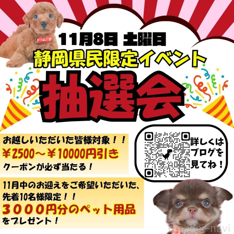 販売中の静岡県のトイプードル-424382の4枚目