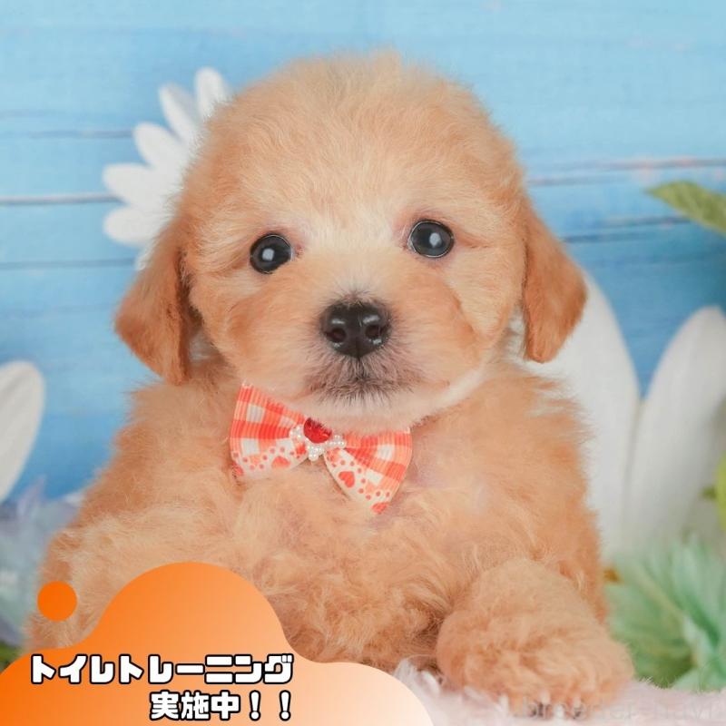 販売中の静岡県のトイプードル-424382