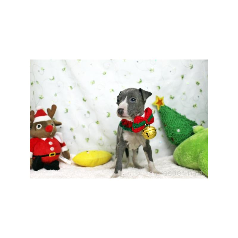 販売中の栃木県のイタリアングレーハウンド(イタグレ)-424383の5枚目