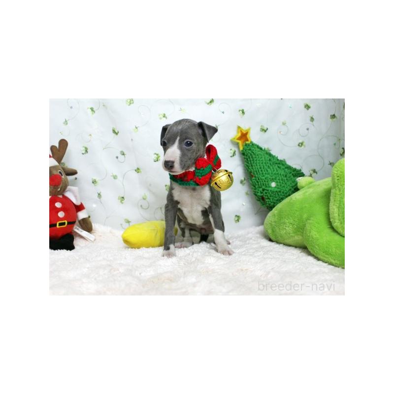 販売中の栃木県のイタリアングレーハウンド(イタグレ)-424383の3枚目