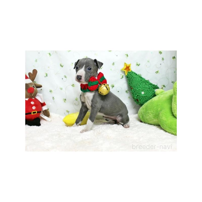 販売中の栃木県のイタリアングレーハウンド(イタグレ)-424383の2枚目