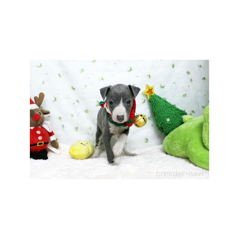 販売中の栃木県のイタリアングレーハウンド(イタグレ)-424383