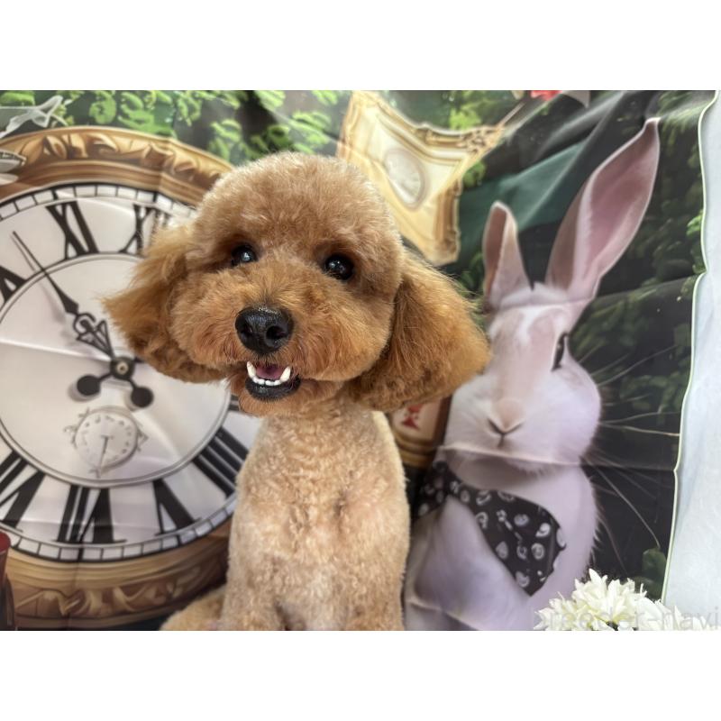 Mocoちゃん1枚目