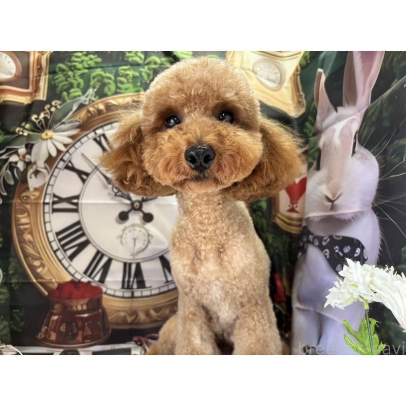 Mocoちゃん1枚目