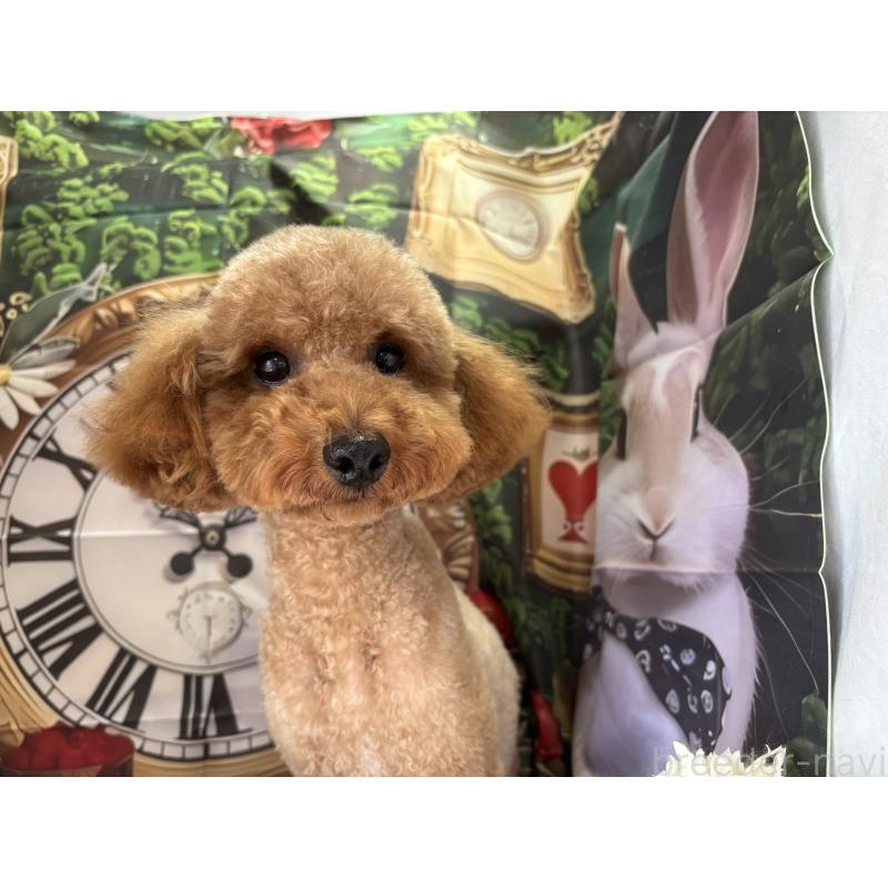 Mocoちゃん1枚目