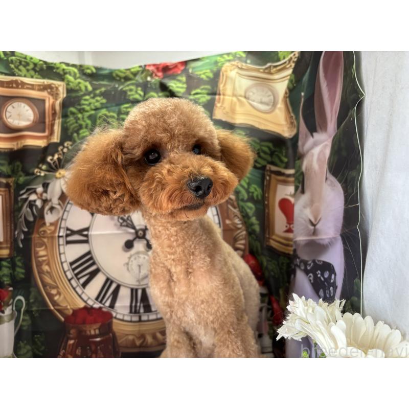 Mocoちゃん1枚目