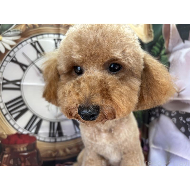 Mocoちゃん1枚目