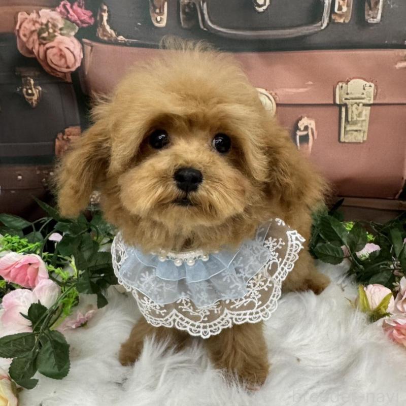 販売中の広島県のティーカッププードル-407515の5枚目