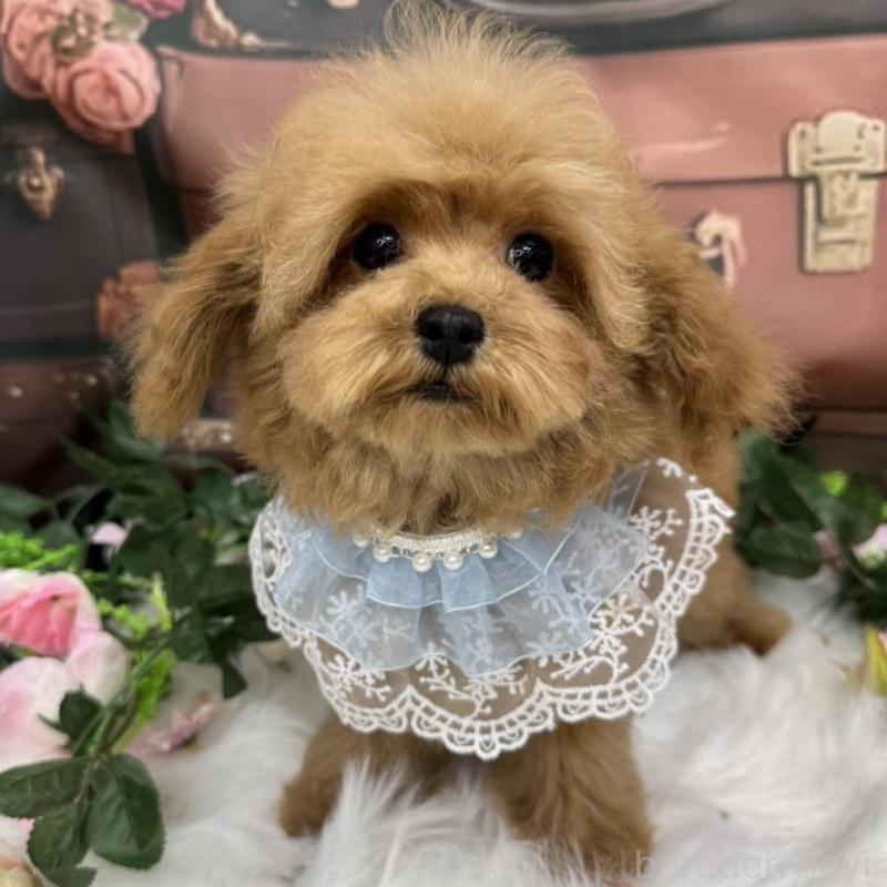 販売中の広島県のティーカッププードル-407515の4枚目