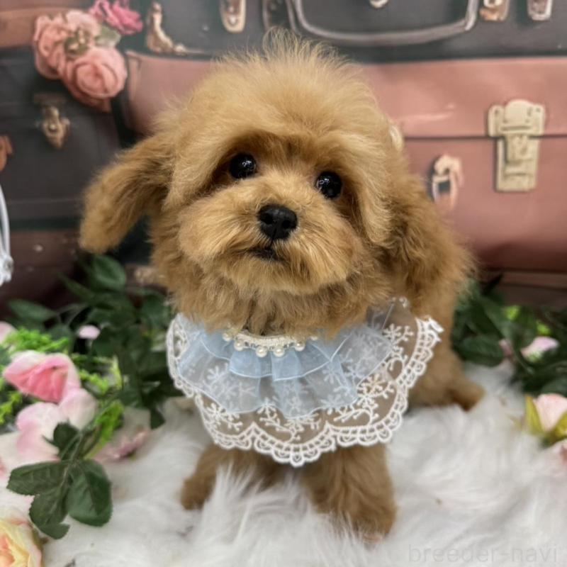 販売中の広島県のティーカッププードル-407515の3枚目