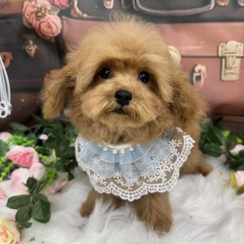 商談中の広島県のティーカッププードル-407515