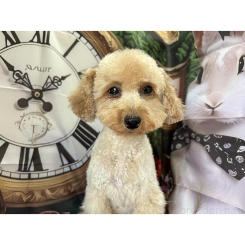 ルルちゃん1枚目