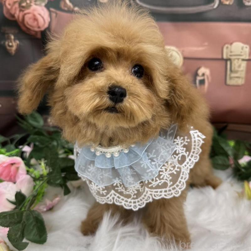 販売中の広島県のティーカッププードル-407515の2枚目