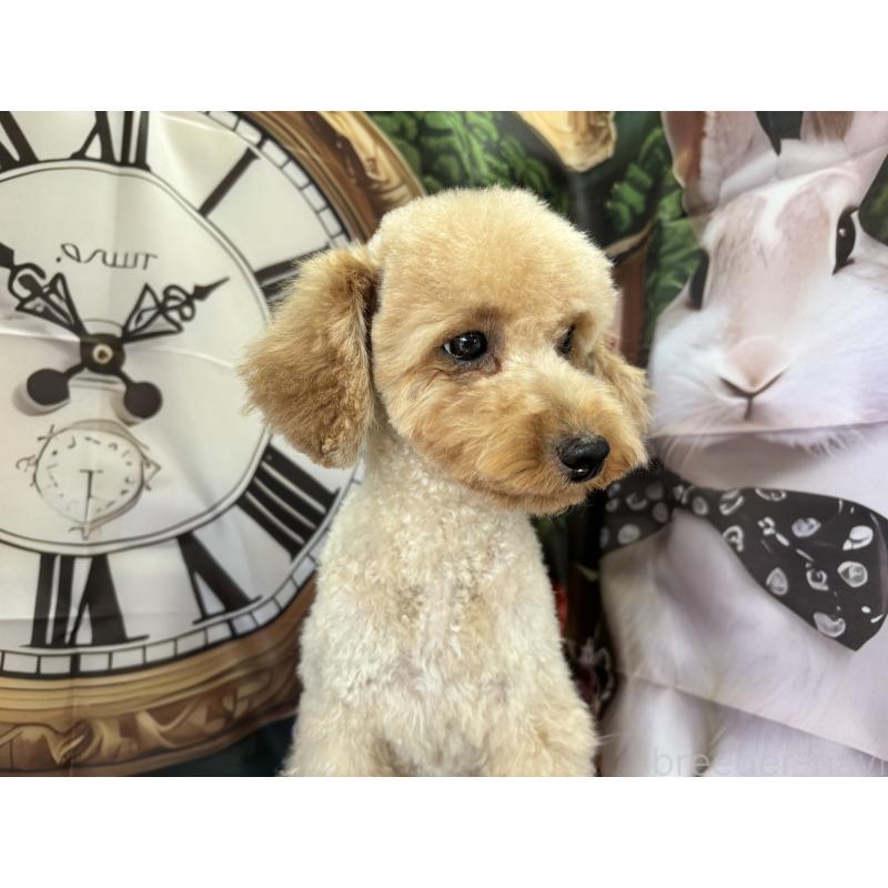 ルルちゃん1枚目