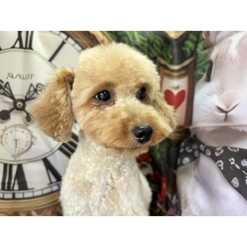 ルルちゃん1枚目