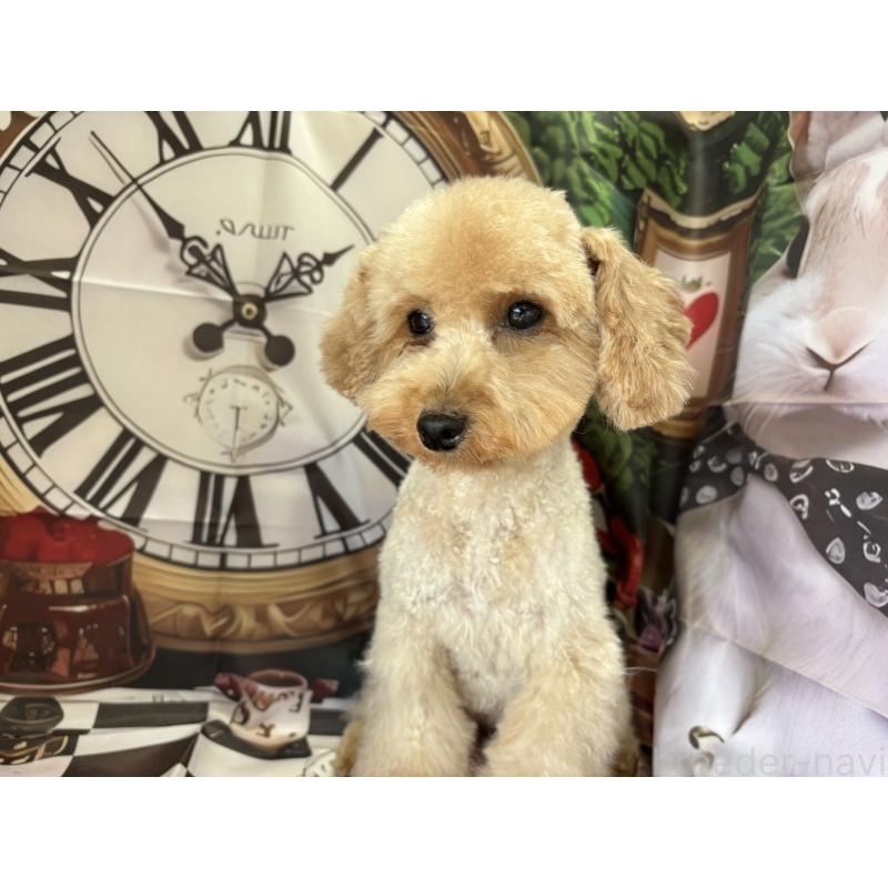 ルルちゃん1枚目