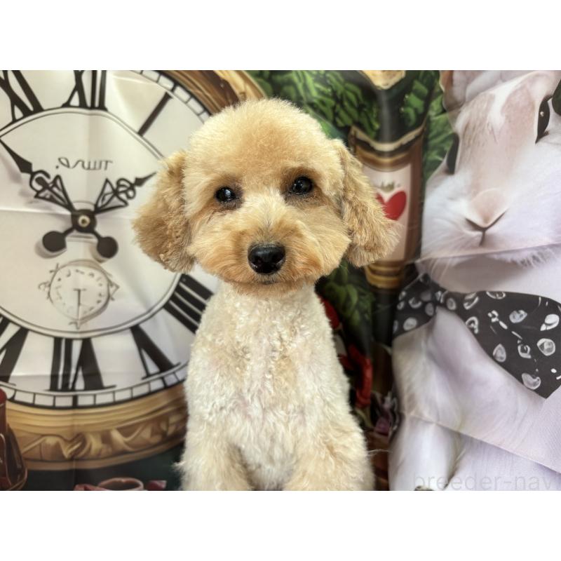 ルルちゃん1枚目