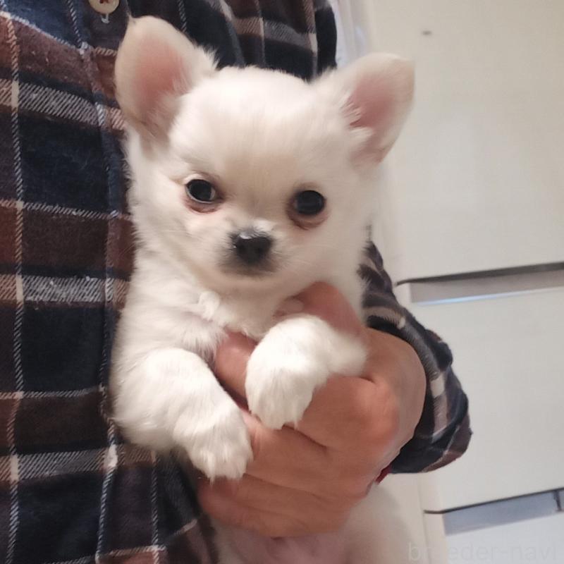 販売中の山口県のチワワ(ロングコート)-420286