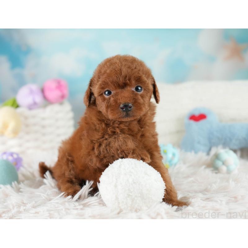 販売中の埼玉県のティーカッププードル-424385の7枚目