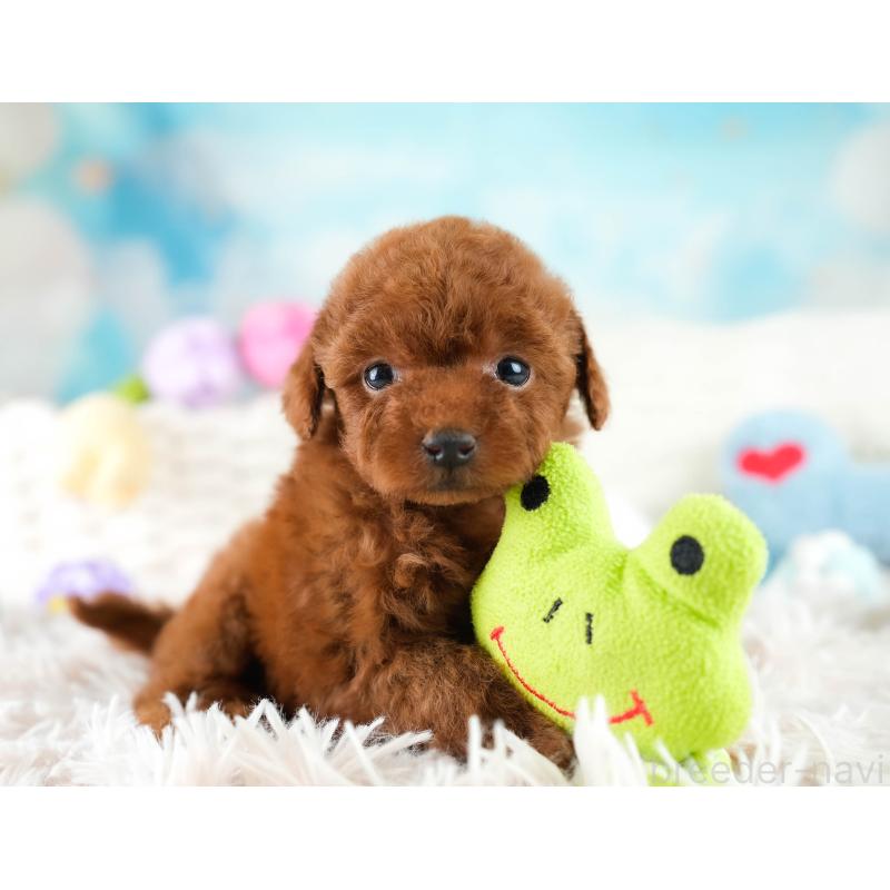 販売中の埼玉県のティーカッププードル-424385の4枚目