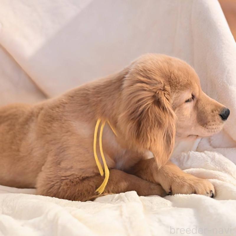 成約済の岡山県のゴールデンレトリーバー-410590の2枚目