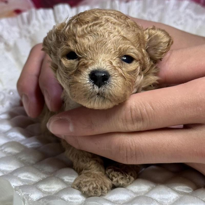 販売中の広島県のティーカッププードル-424386の1枚目