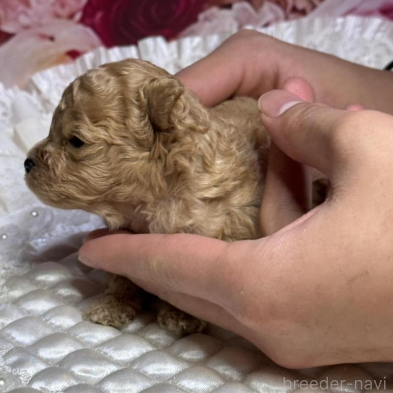 販売中の広島県のティーカッププードル-424386の5枚目