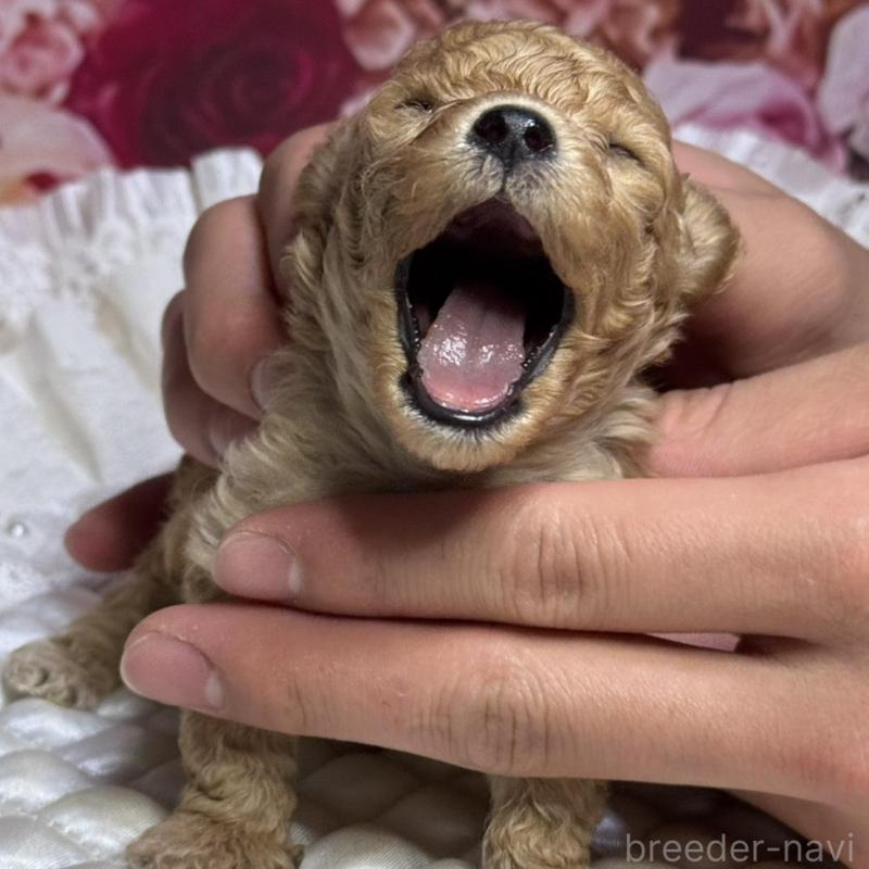 販売中の広島県のティーカッププードル-424386の4枚目