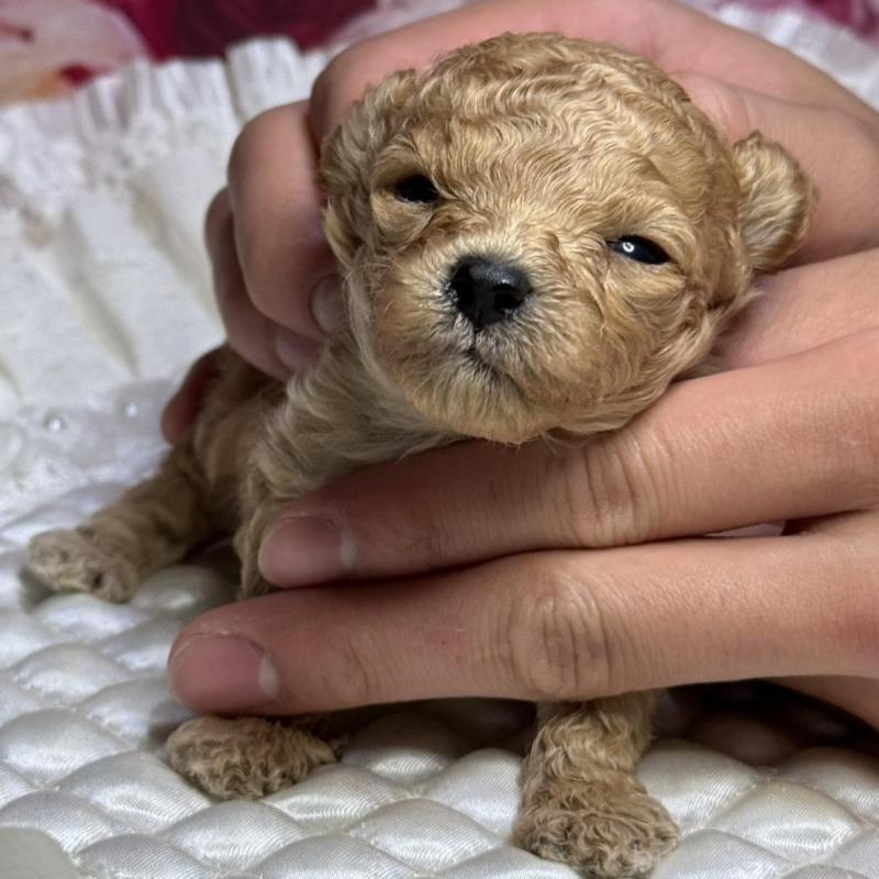 販売中の広島県のティーカッププードル-424386の3枚目