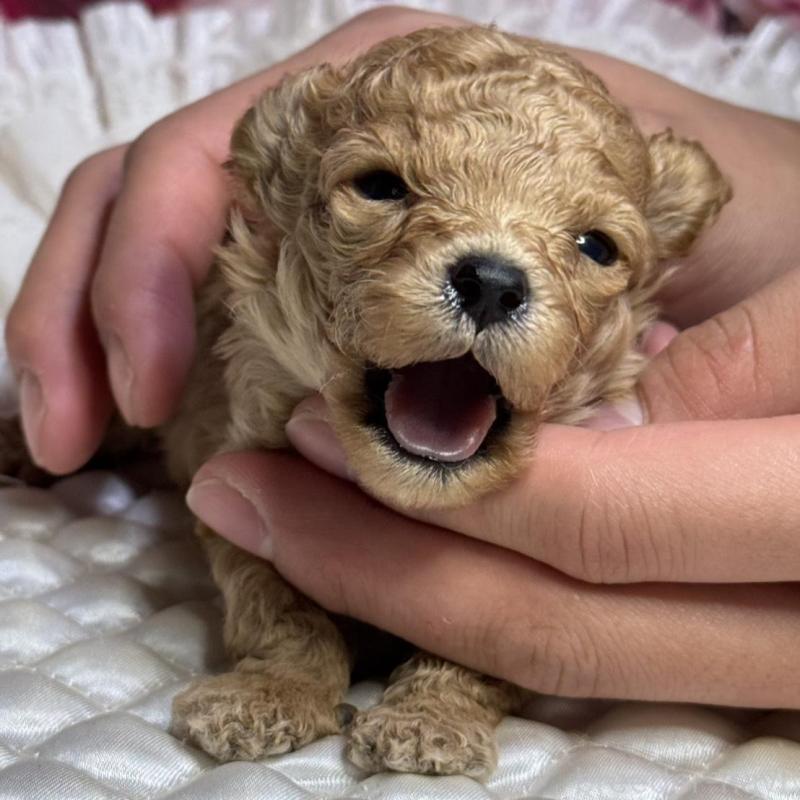 販売中の広島県のティーカッププードル-424386の2枚目