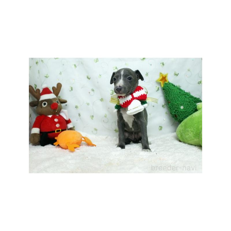 販売中の栃木県のイタリアングレーハウンド(イタグレ)-424387の5枚目