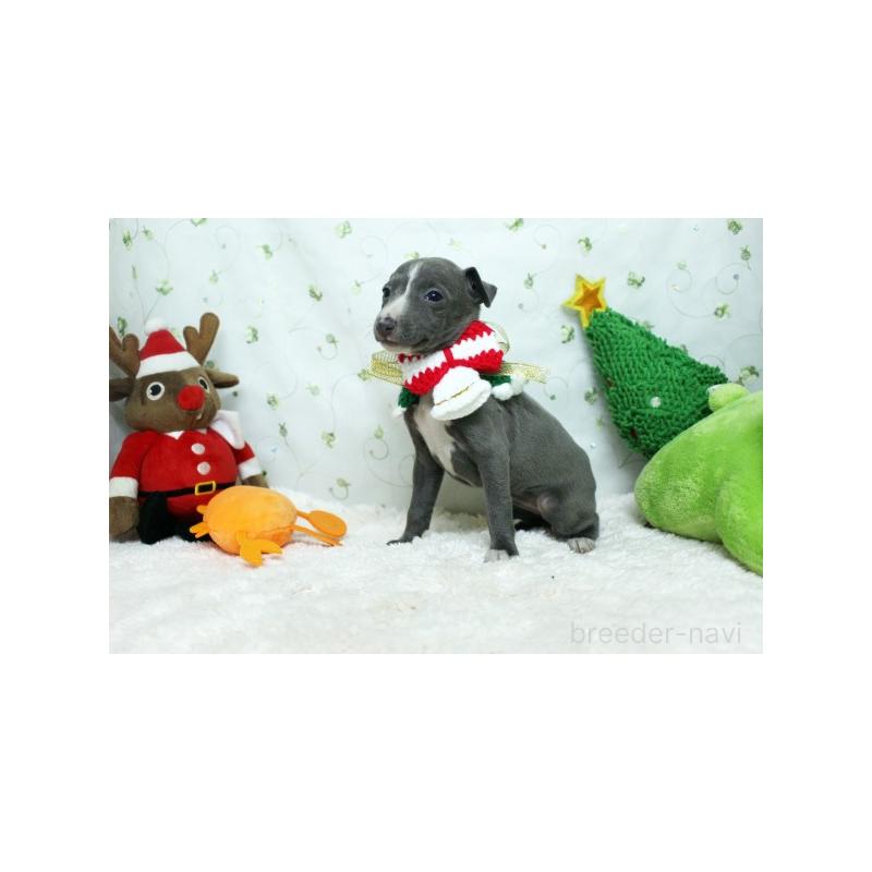 販売中の栃木県のイタリアングレーハウンド(イタグレ)-424387の4枚目