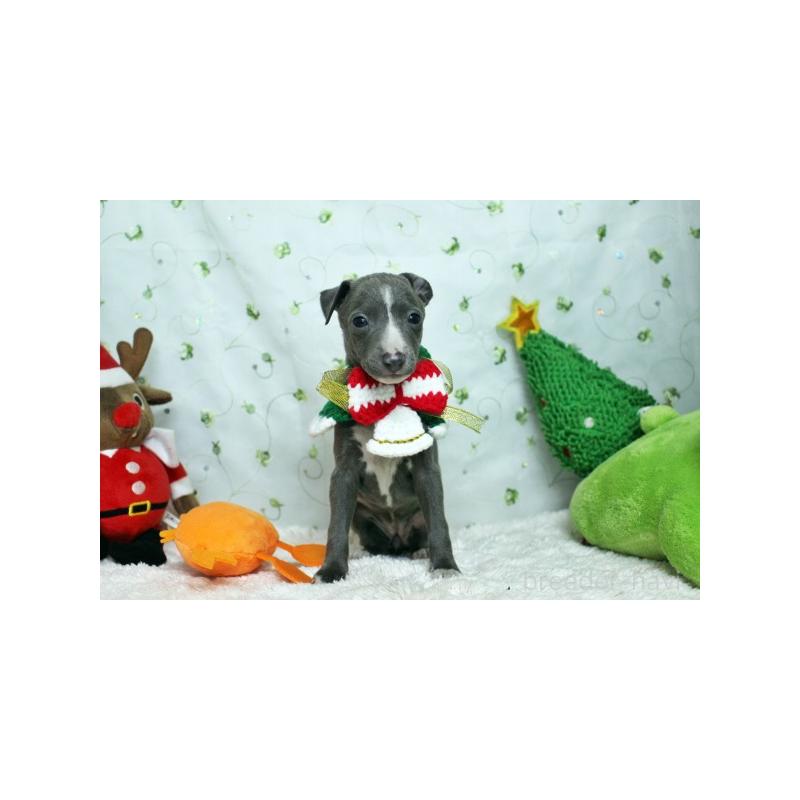 販売中の栃木県のイタリアングレーハウンド(イタグレ)-424387