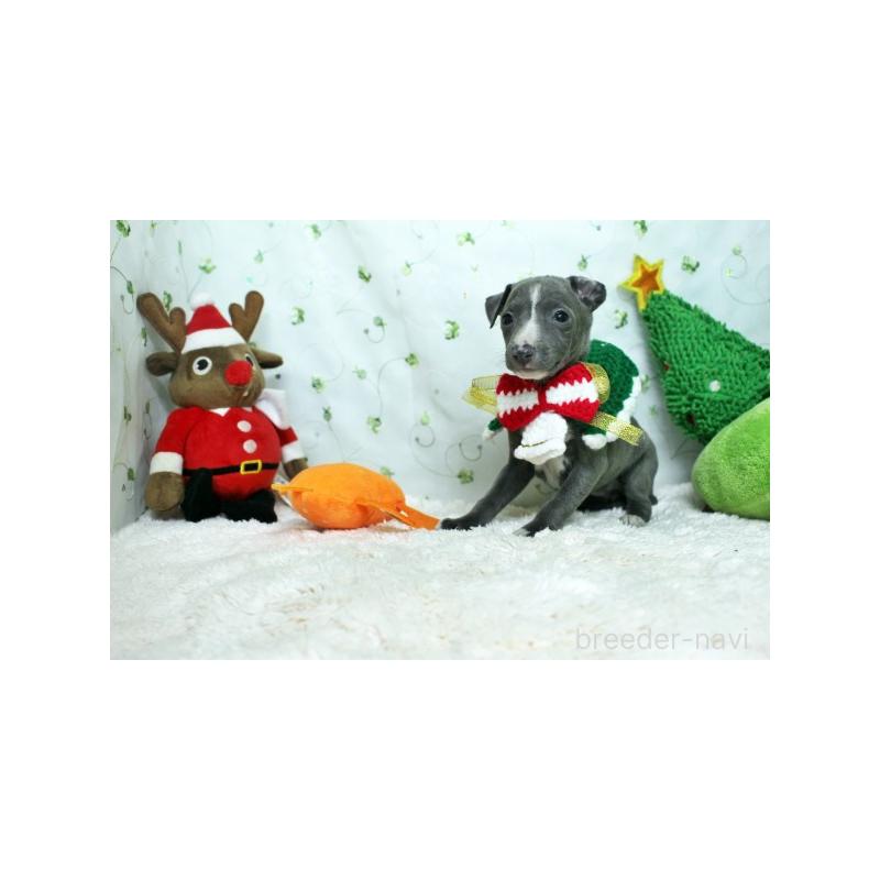 販売中の栃木県のイタリアングレーハウンド(イタグレ)-424387の3枚目