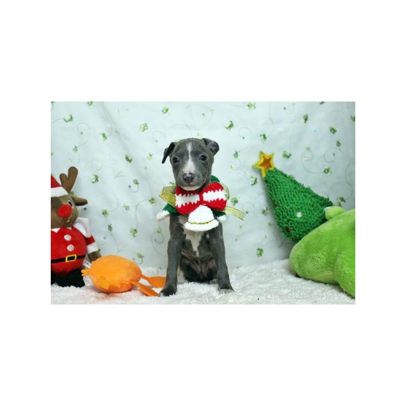 販売中の栃木県のイタリアングレーハウンド(イタグレ)-424387の2枚目