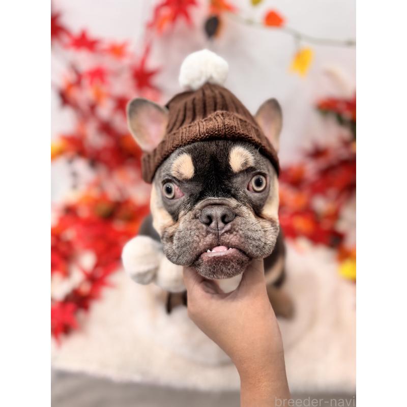 販売中の千葉県のフレンチブルドッグ-379141の3枚目