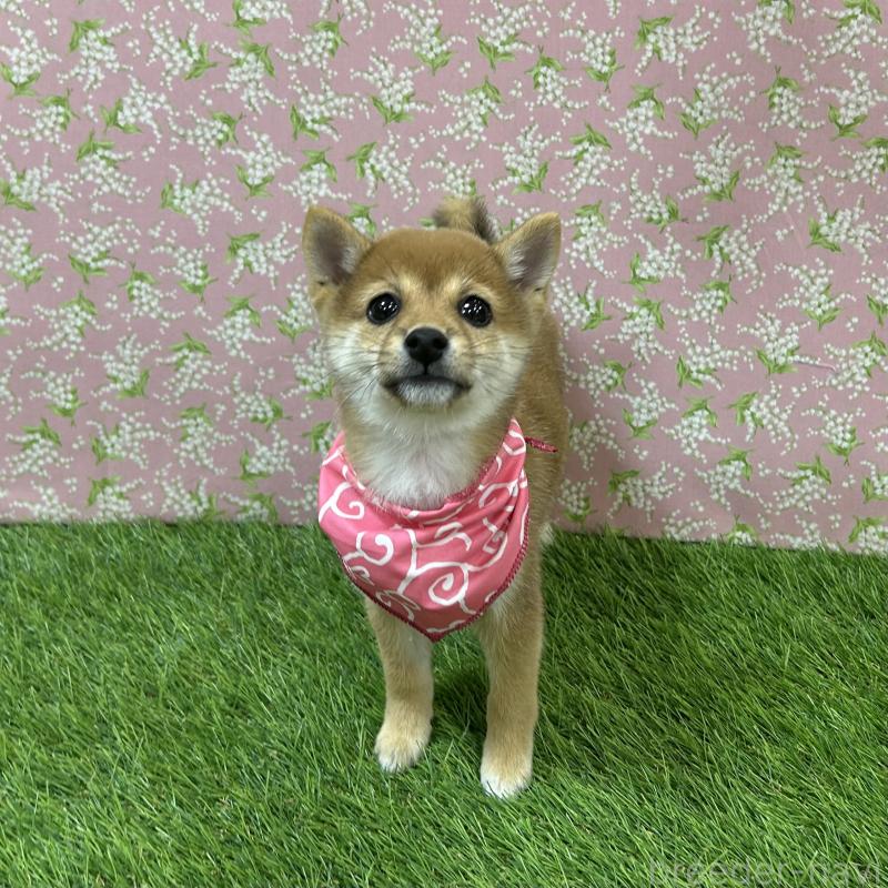 成約済の広島県の豆柴-418344の1枚目