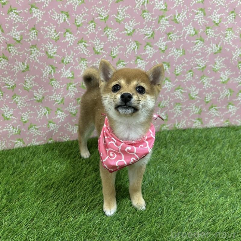 成約済の広島県の豆柴-418344の4枚目