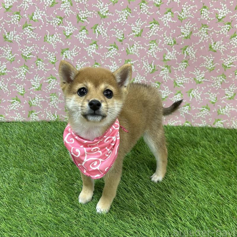 成約済の広島県の豆柴-418344の3枚目